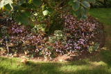 Cyclamen hederifolium RCP9-2018 (137).JPG